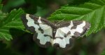 Plamieniec nabuczak (Lomaspilis marginata)