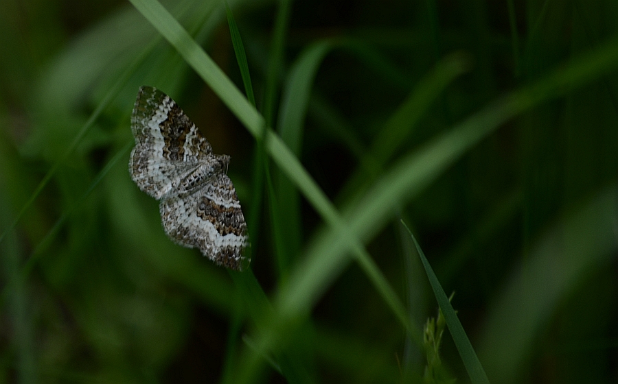 Paśnik zmiennik (Epirrhoe alternata)