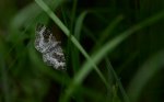 Paśnik zmiennik (Epirrhoe alternata)