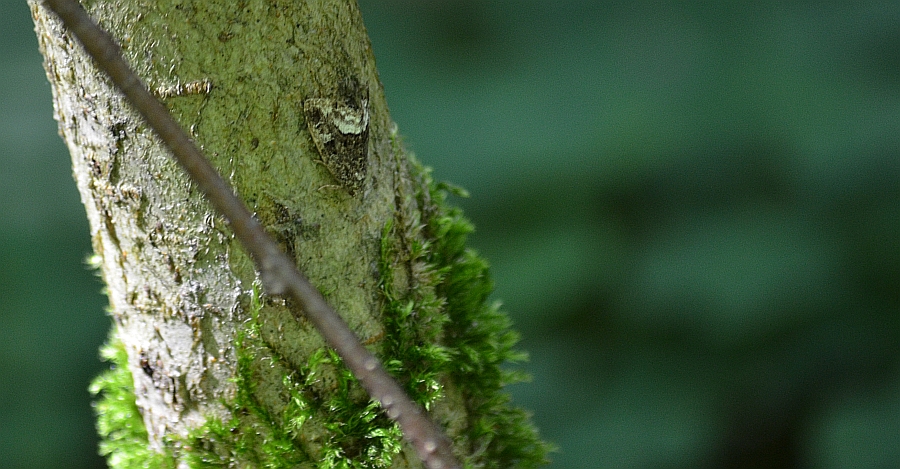 Deltote pygarga