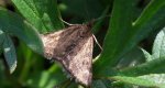 Pyrausta despicata