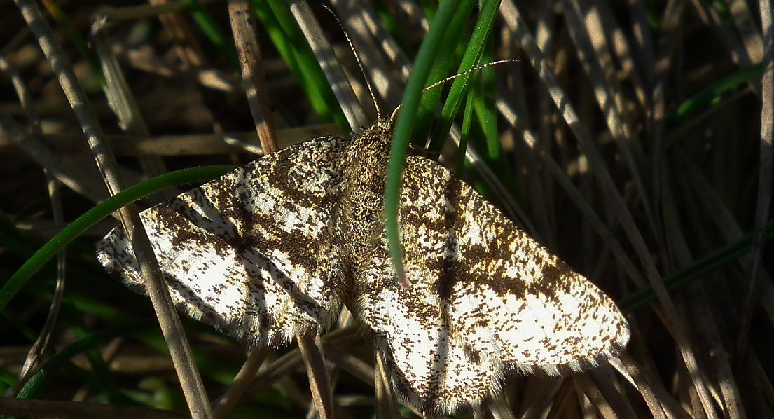 Poproch pylinkowiak (Ematurga atomaria)