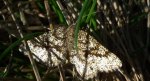 Poproch pylinkowiak (Ematurga atomaria)