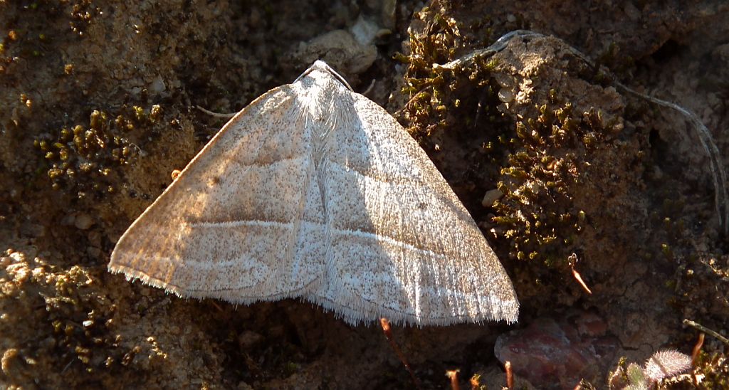 Skalniak orliczak (Petrophora chlorosata)