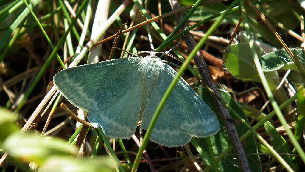 Miernik szroniak (Pseudoterpna pruinata)