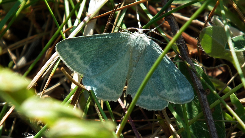 Miernik szroniak (Pseudoterpna pruinata)