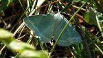 Miernik szroniak (Pseudoterpna pruinata)