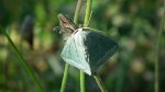 Miernik szroniak (Pseudoterpna pruinata)