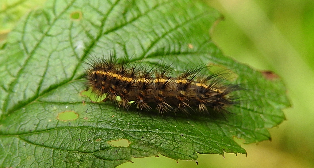 Sadzanka rumienica (Phragmatobia fuliginosa)
