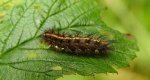 Sadzanka rumienica (Phragmatobia fuliginosa)
