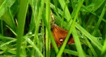 Znamionówka starka (Orgyia antiqua)