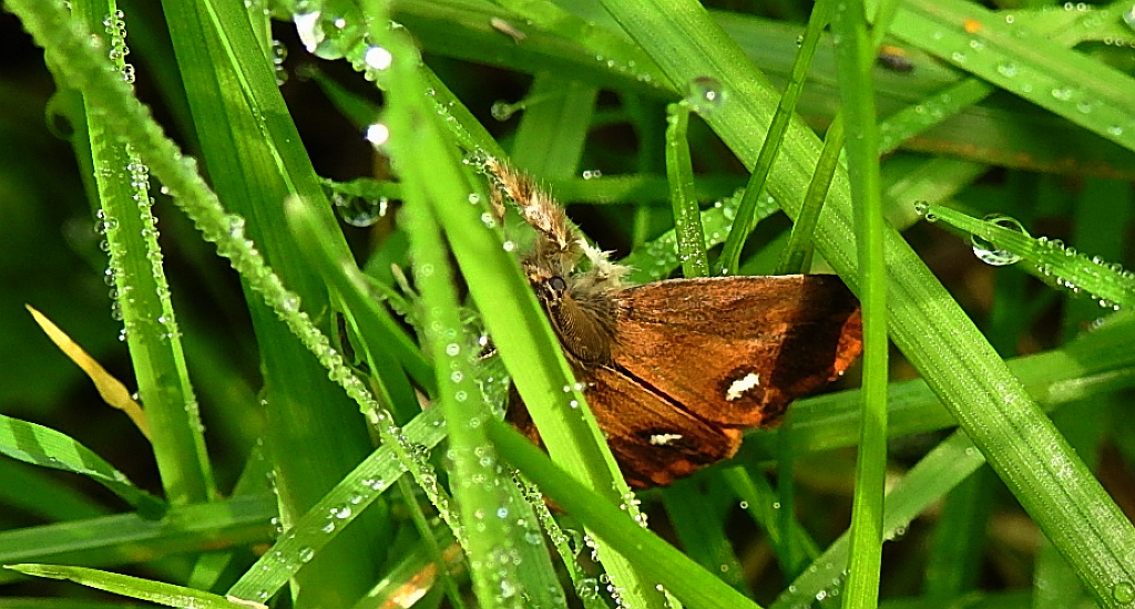 Znamionówka starka (Orgyia antiqua)