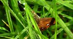 Znamionówka starka (Orgyia antiqua)