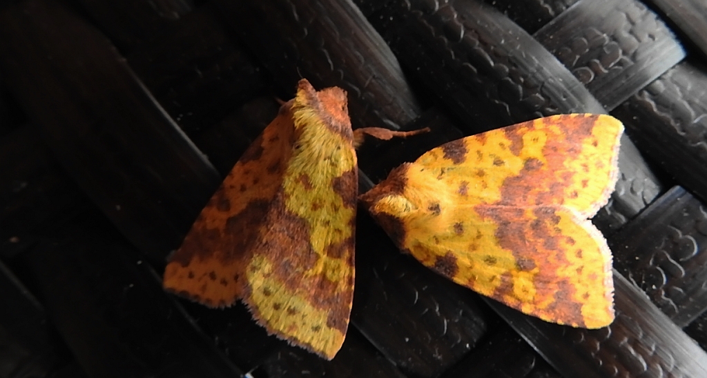 Ozimica wierzbówka (Xanthia togata)