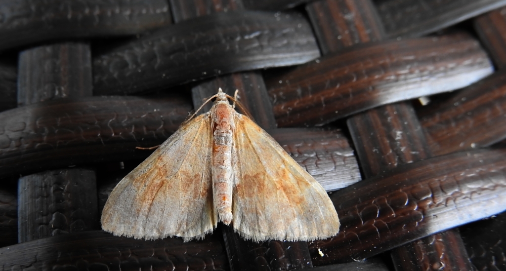 Paśnik trwalnik (Pennithera firmata)