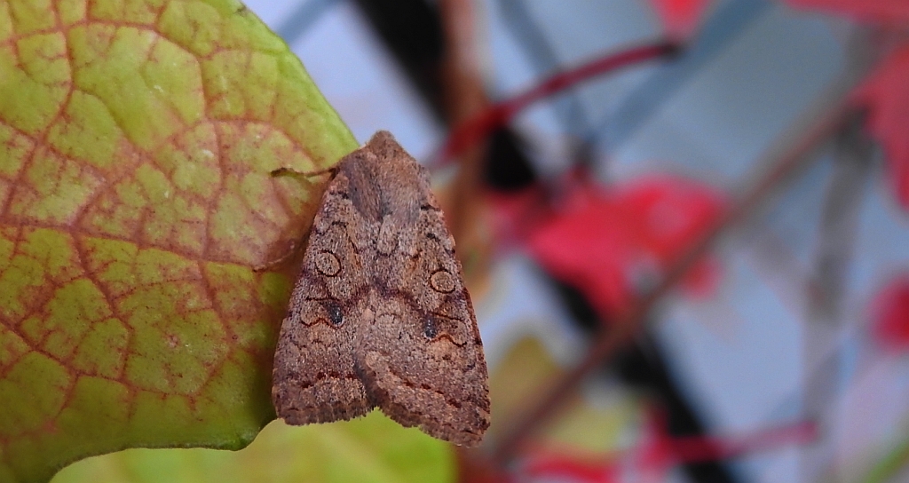 Źrenicówka rudawka (Agrochola circellaris)