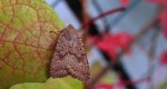 Źrenicówka rudawka (Agrochola circellaris)