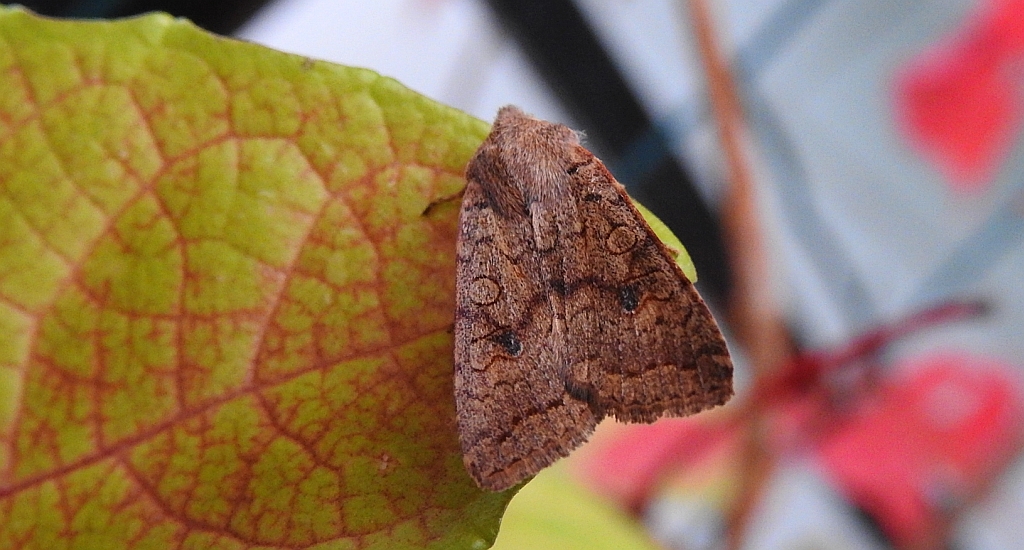Źrenicówka rudawka (Agrochola circellaris)