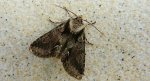 Allophyes oxyacanthae