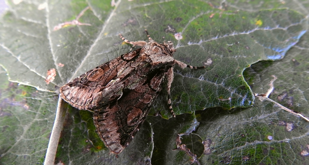 Allophyes oxyacanthae