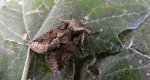 Allophyes oxyacanthae