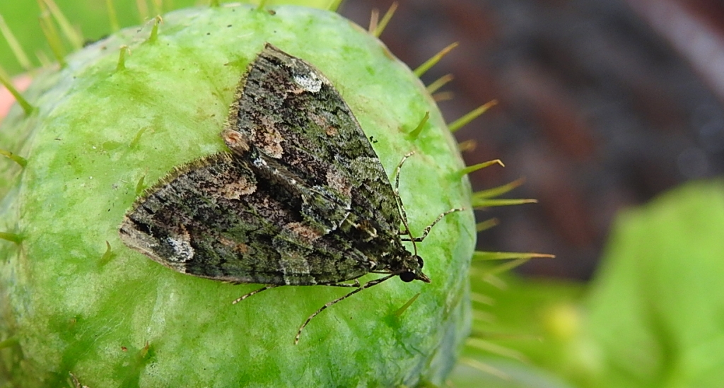 Paśnik zaroślak (Chloroclysta siterata)