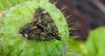 Paśnik zaroślak (Chloroclysta siterata)