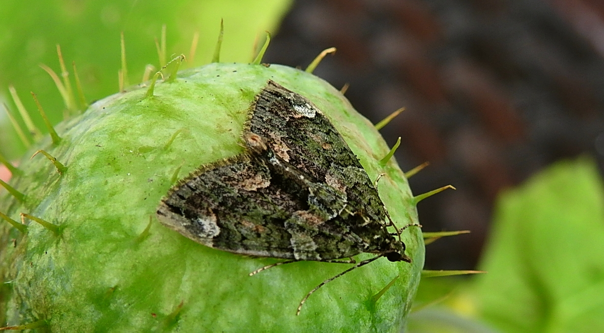 Paśnik zaroślak (Chloroclysta siterata)
