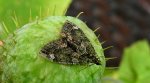 Paśnik zaroślak (Chloroclysta siterata)
