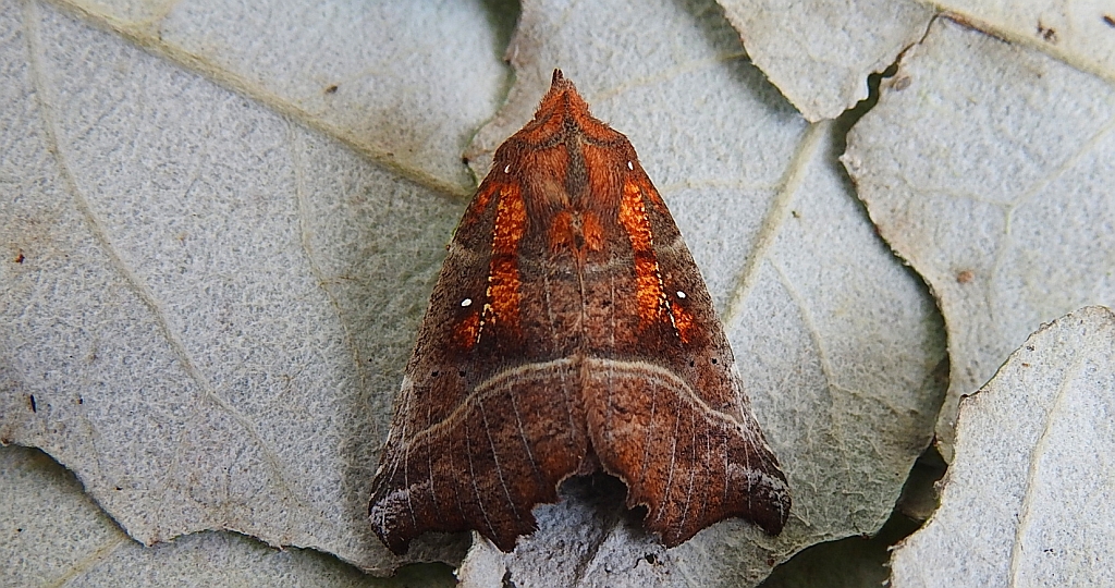 Szczerbówka ksieni (Scoliopteryx libatrix)