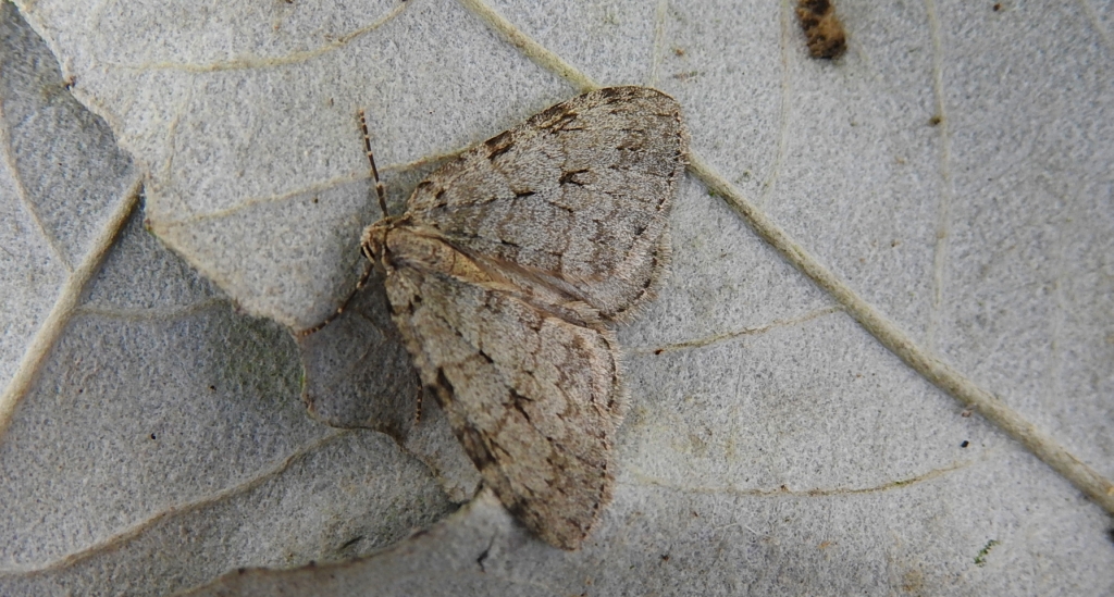 Paśnik jesieniak (Epirrita autumnata)