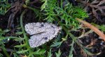 Agonopterix arenella