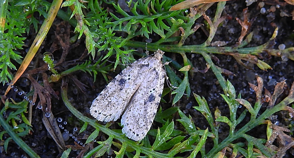 Agonopterix arenella