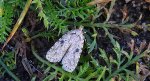 Agonopterix arenella