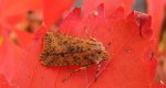 Conistra rubiginea