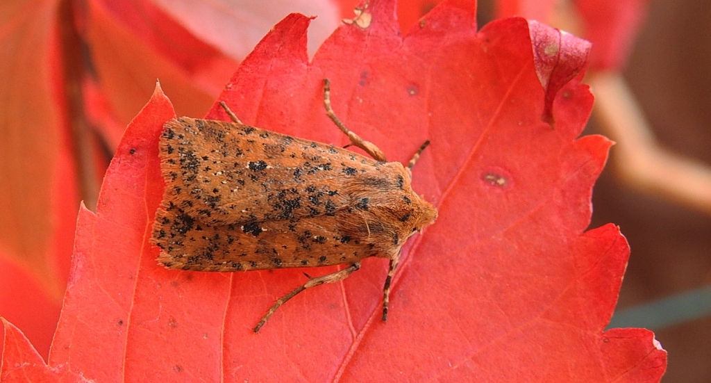 Conistra rubiginea
