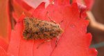 Conistra rubiginea