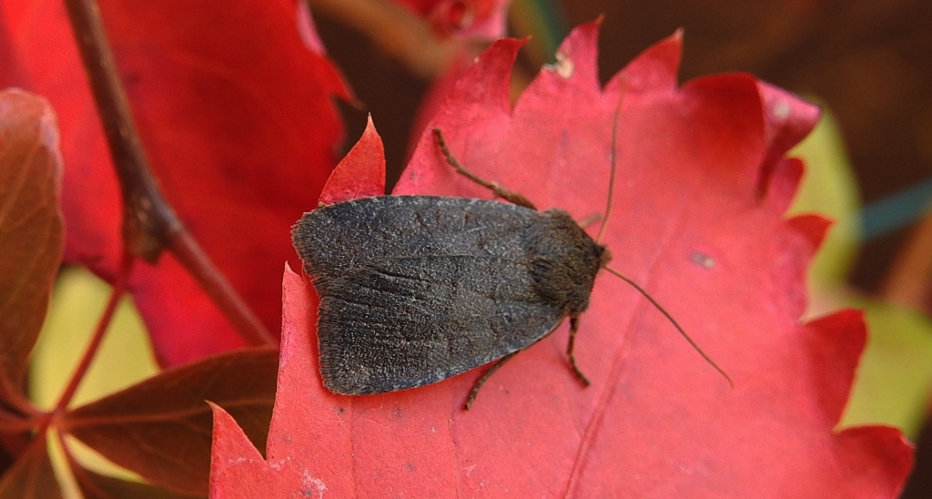 Conistra ligula