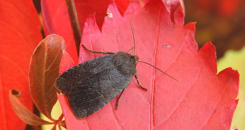 Conistra ligula