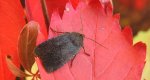 Conistra ligula