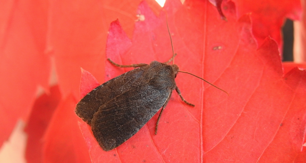 Conistra ligula