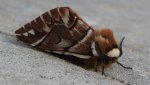 Nasierszyca brzozówka, nasierszyca różnobarwna (Endromis versicolora)