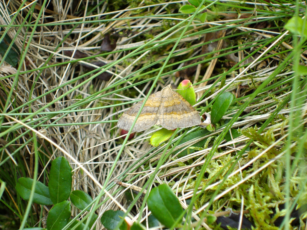 Paśnik komosiak/Pomiernik komosiak (Scotopteryx chenopodiata)