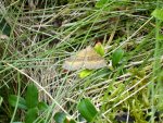 Paśnik komosiak/Pomiernik komosiak (Scotopteryx chenopodiata)