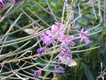 Boczanka brązowianka (Pleuroptya ruralis)