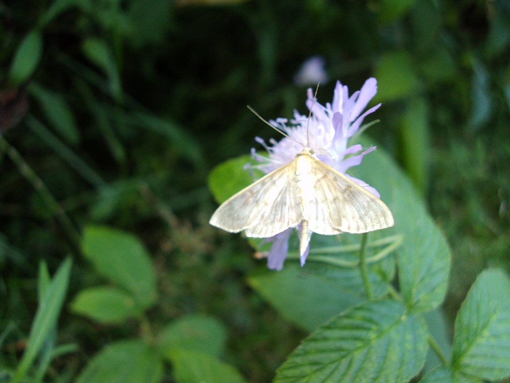Boczanka brązowianka (Pleuroptya ruralis)
