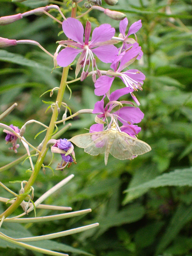 Boczanka brązowianka (Pleuroptya ruralis)
