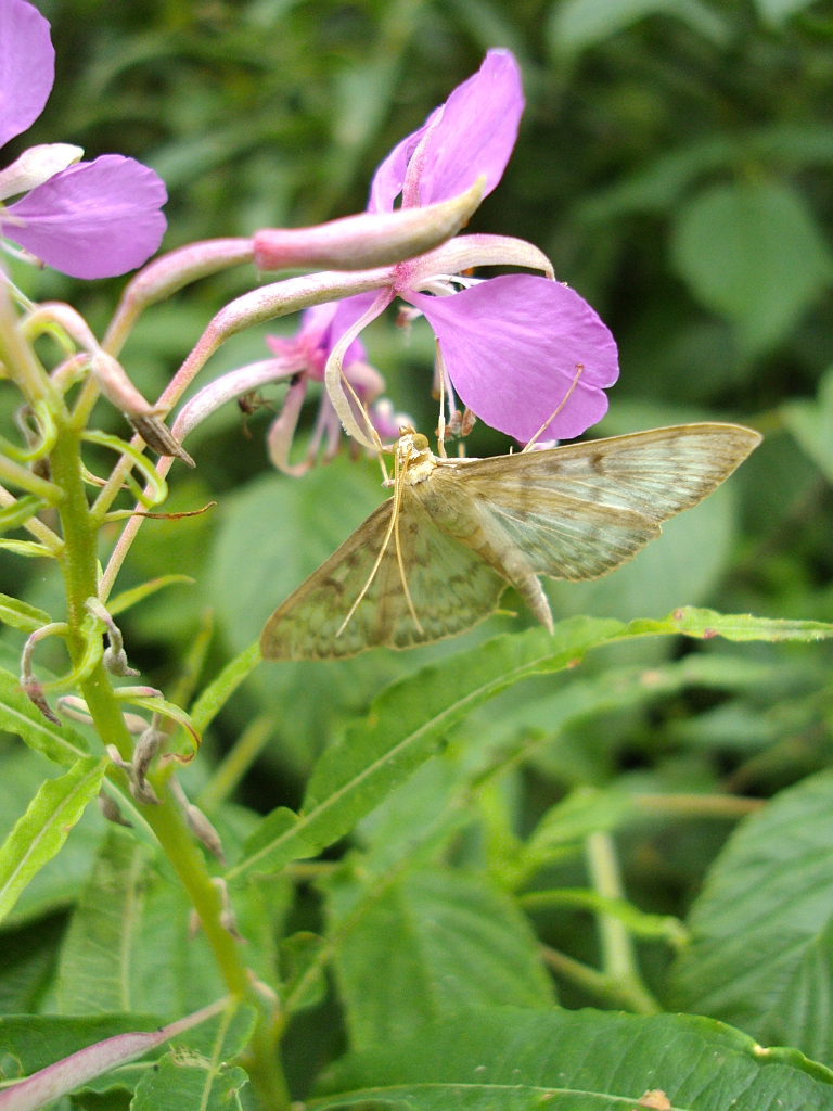 Boczanka brązowianka (Pleuroptya ruralis)