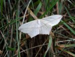 Walgina rdestniak (Timandra comae) samica