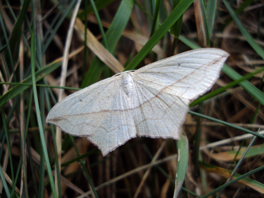 Walgina rdestniak (Timandra comae) samica